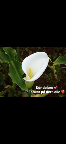 Klikk for å se forhåndsvisning