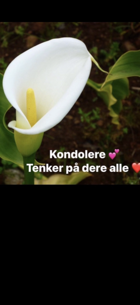 Klikk for å se forhåndsvisning