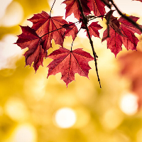 Lars Roger Helleberg