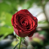 Torill Helene Akselsen