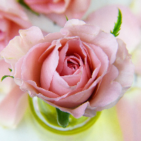 Ragnhild Dorthea Haugberg