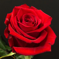 Monica Caroline Gjerløw