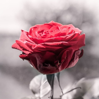 Ann Cecilie Søråsdekkan