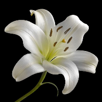 Elfi Kristine Gunnerud