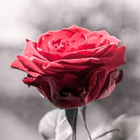 Arnljot Mikal Forsmo